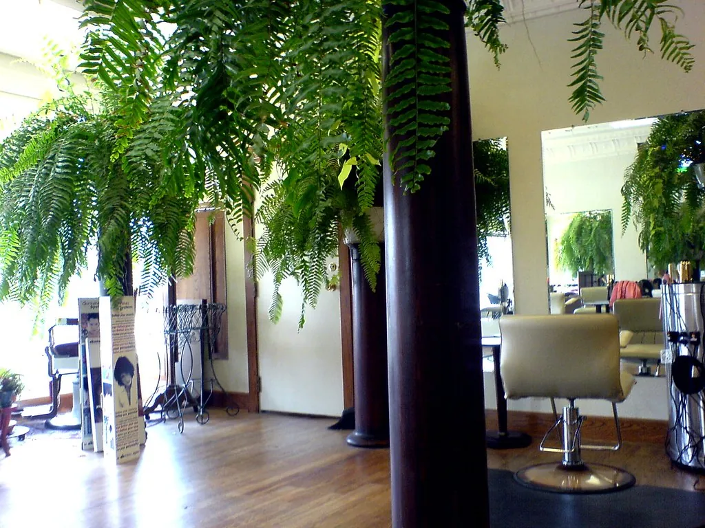 Interior del salón con helechos colgando y sillones junto a los espejos